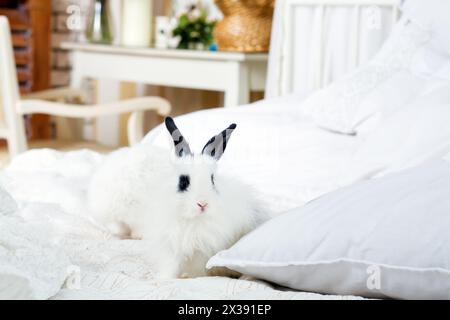 funny fluffy white cubs of rabbit with black ears are on bed in room Stock Photo