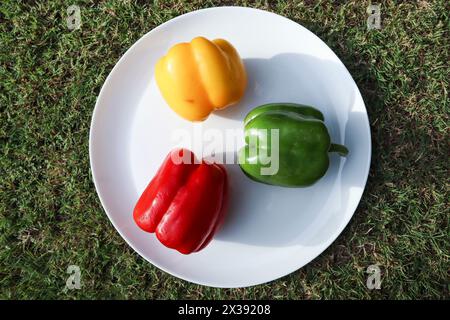 Three different types of Bell peppers in plate. Yellow, Red, Green cpasiums Stock Photo