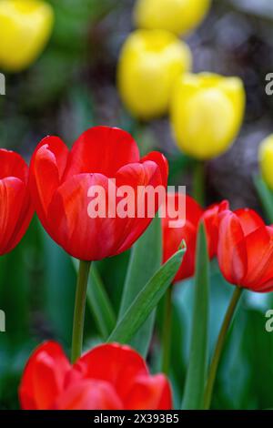 Close up of red Tulip flowers with yellow ones in background forming  abstract shapes Stock Photo