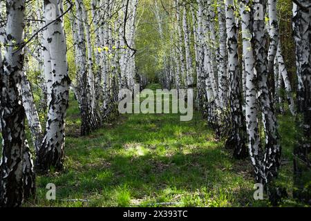 Birch forest in early spring. Birch grove with white birch trunks Stock Photo