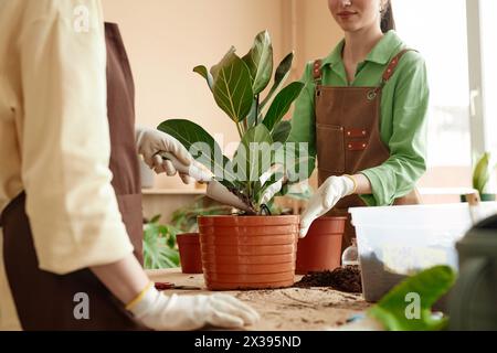Side view closeup of two young women enjoying gardening indoors or working in flower shop Stock Photo