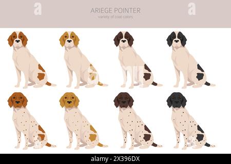 Ariege pointer clipart. Different poses, coat colors set. vector illustration Stock Vector
