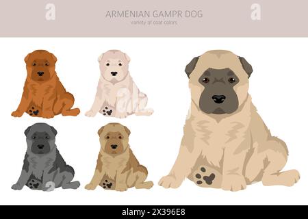 Armenian Gampe dog puppy clipart. Different poses, coat colors set. vector illustration Stock Vector