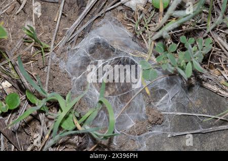 Oklahoma Brown Tarantula, Aphonopelma hentzi, burrow entrance covered in silk Stock Photo