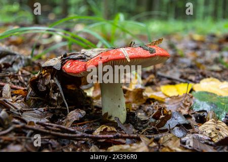 Russula xerampelina, also known as the crab brittlegill or the shrimp mushroom in forest. Stock Photo