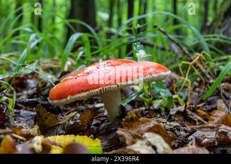 Russula xerampelina, also known as the crab brittlegill or the shrimp mushroom in forest. Stock Photo