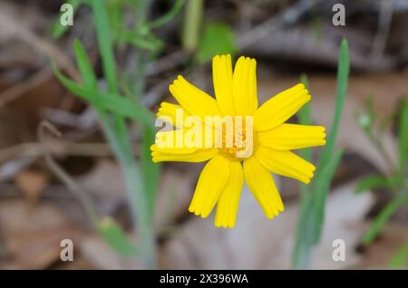 Fineleaf Fournerved Daisy, Tetraneuris linearifolia Stock Photo