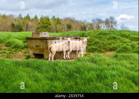 A view from the Jurassic Way walk towards a pair of lambs near Sulby Reservoir, Welford, UK on a bright spring day Stock Photo