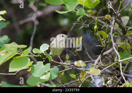 Ruby-crowned Kinglet, Corthylio calendula Stock Photo