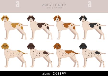 Ariege pointer clipart. Different poses, coat colors set. vector illustration Stock Vector