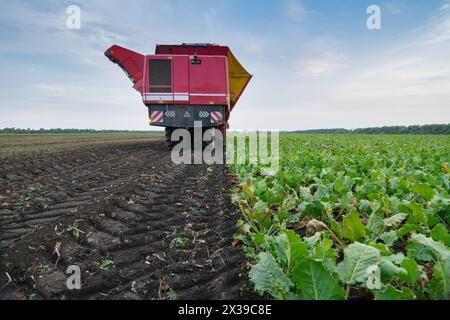 Red combine harvester harvests of sugar beet at summer evening, back view Stock Photo