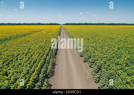 Large field of yellow sunflowers, road and sky on bright sunny summer ...