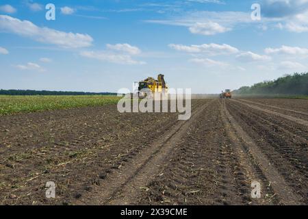 KRASNODAR REGION, RUSSIA - AUG 19, 2015: Yellow harvester harvests sugar beet at field, In 2015 in Krasnodar region yields reached record level - 58.4 Stock Photo