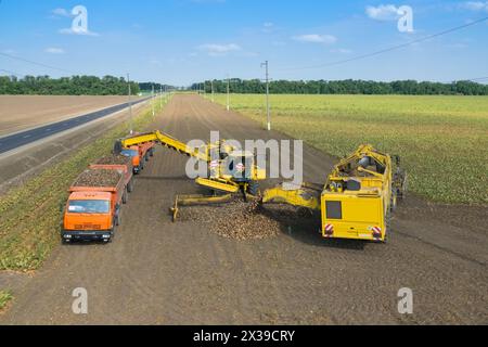 KRASNODAR REGION, RUSSIA - AUG 19, 2015: Machine loads of sugar beet into orange truck and harvester pours harvest, In 2015 in Krasnodar region have c Stock Photo