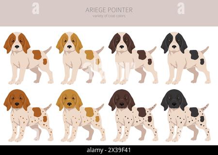 Ariege pointer clipart. Different poses, coat colors set. vector illustration Stock Vector