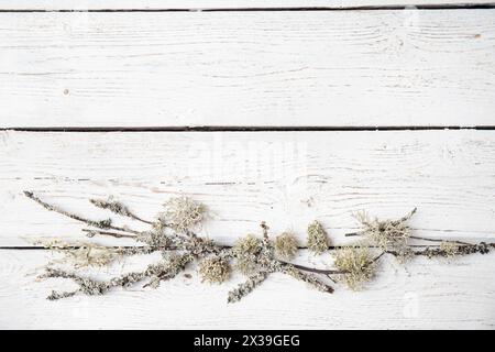 White rough wood board background made with lichen in lower section. Flat lay view with copy space. Stock Photo
