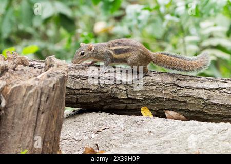 Indochinese ground squirrel or Berdmores ground squirrel, Menetes berdmorei, single animal in foorest, Wat Thom, Thailand Stock Photo