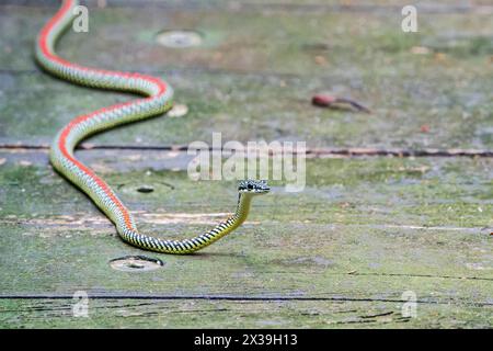 paradise flying snake or paradise tree snake, Chrysopelea paradisi, single adult on boardwalk, Sungei Buloh, Singpore Stock Photo