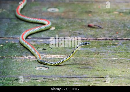 paradise flying snake or paradise tree snake, Chrysopelea paradisi, single adult on boardwalk, Sungei Buloh, Singpore Stock Photo