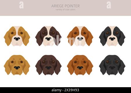 Ariege pointer clipart. Different poses, coat colors set. vector illustration Stock Vector
