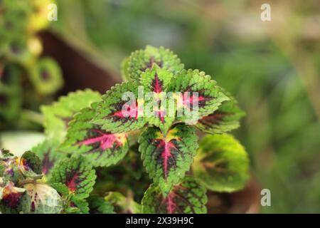 Red and green leaves of the coleus (Plectranthus scutellarioides) plant in garden. Top view on coleus plant. Selective focus. Stock Photo