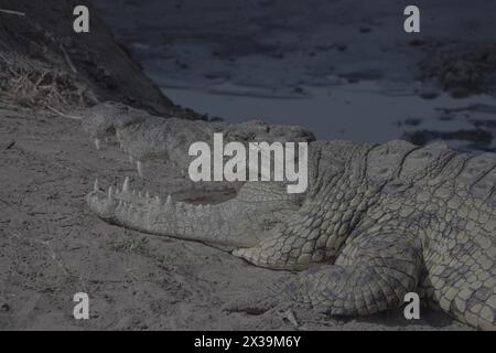 Huge Nile Crocodile with Mouth Open, Basking in Sun Stock Photo