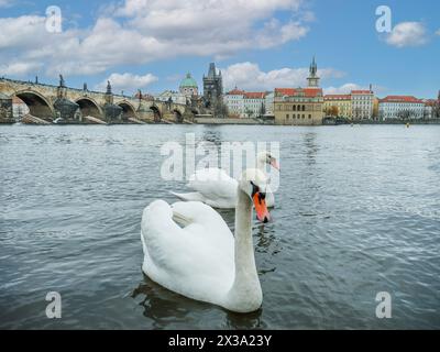 Beautiful swans on the Vltava river in Prague, Czech Republic Stock Photo