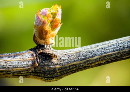 The annual growth cycle of grapevines is the process that takes place in the vineyard each year, beginning with bud break in the spring. . Stock Photo