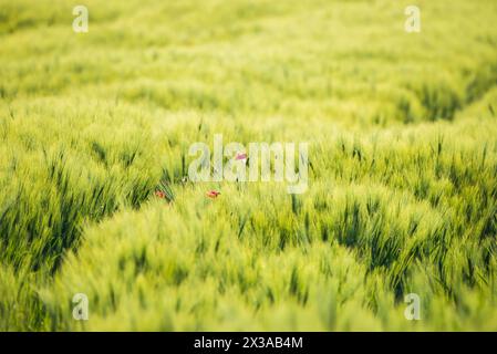 Immature Triticum - Wheat field in Uhrineves, Prague, Czech republic in Spring Stock Photo