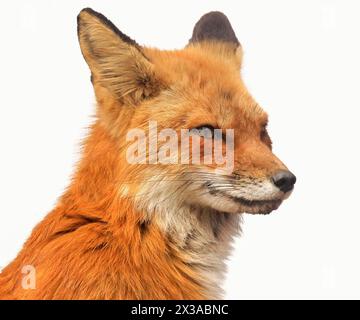 Red fox profile portrait isolated on white background Stock Photo