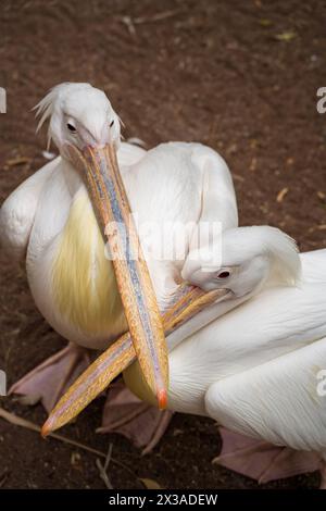 Two Great white pelican aka eastern white pelican scientific name pelecanus onocrotalus sitting close to each other Stock Photo