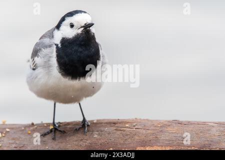 Wagtail sits on the ground with a beautiful blurred background. The wagtail is a genus, Motacilla, of passerine birds in the family Motacillidae. Wagt Stock Photo
