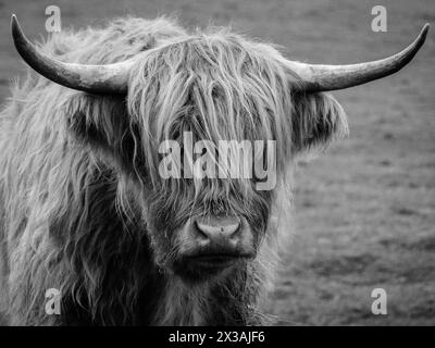 Scottish Highland cattle with big horns, grazing in meadows of Steninge, Sigtuna kommun in Sweden. Stock Photo
