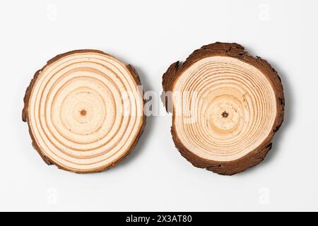Cross section of oak grove tree trunk showing growth rings isolated on ...