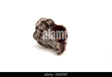A dark seashell on a white background in macro photography. Beautiful dark pattern on grey matte sea shell. White background. For text. Stock Photo