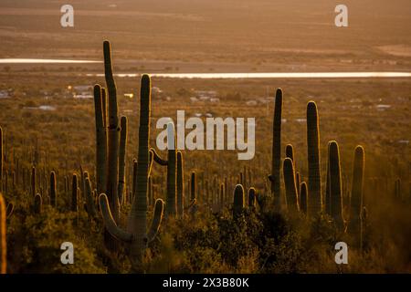 Silhouettes of Saguaro Looking Out Over The Nearby Homes In Saguaro National Park Stock Photo