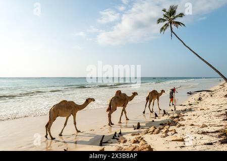 Camels sitting on the white sand at Diani Beach - Galu Beach - in Kenya, Africa Stock Photo