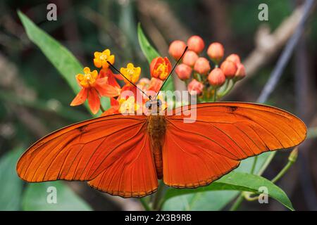 Julia butterfly (Dryas iulia), aka: Julia heliconian, the flame, or flambeau, Costa Rica Stock Photo