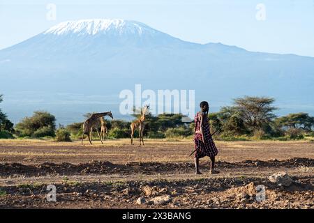 February 5, 2024. amboseli National Park, Kenya. Masai man dressed in traditional clothes in front of giraffes and Kilimanjaro Mountain in Amboseli Na Stock Photo