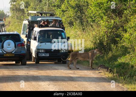 Beautiful lioness with a safari car in the background in Kenya, Nairobi National Park, near Nairobi, Kenya, February 7, 2024. Stock Photo