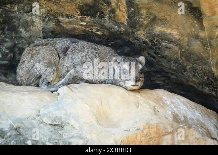 Rock hyrax, Procavia capensis, Mashatu Game Reserve, Botswana Stock Photo