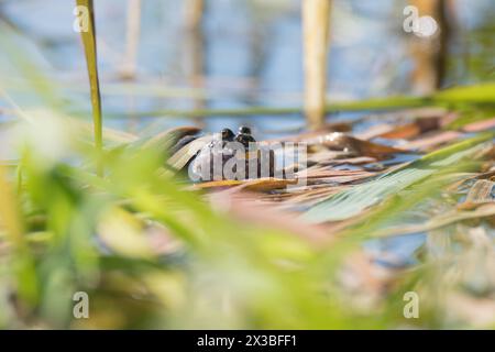 European fire-bellied toad (Bombina bombina), calling in spawning waters, Doeberitzer Heide nature reserve, Germany Stock Photo