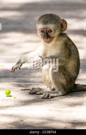Southern vervet monkey (Chlorocebus pygerythrus) baby, Oceana Private Game Lodge, Eastern Cape, South Africa Stock Photo