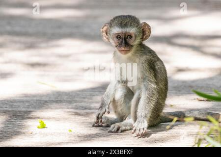 Southern vervet monkey (Chlorocebus pygerythrus) baby, Oceana Private Game Lodge, Eastern Cape, South Africa Stock Photo