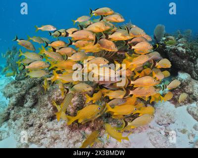 A dense school of yellow fish, French grunt (Haemulon flavolineatum) and yellow stripe grunt (Haemulon chrysargyreum), near a tropical coral reef Stock Photo