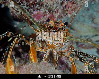 Front view of a spiny crayfish with striking eyes and distinctive pattern, guinea chick crayfish (Panulirus guttatus), dive site John Pennekamp Coral Stock Photo