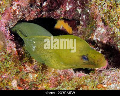 A green moray (Gymnothorax funebris) hiding in a hole inside a reef, dive site John Pennekamp Coral Reef State Park, Key Largo, Florida Keys Stock Photo