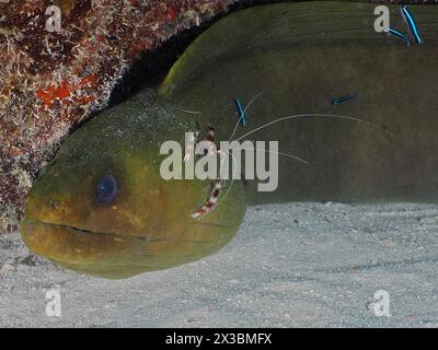 A moray eel with cleaning shrimps in a cramped underwater scene. green moray (Gymnothorax funebris) at cleaning station, with banded coral shrimp Stock Photo