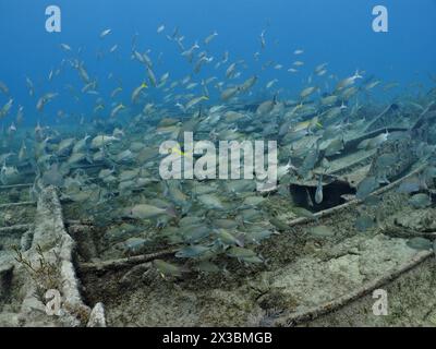 Shoal of fish swimming around a sunken shipwreck under water. Wreck of the Benwood. Dive site John Pennekamp Coral Reef State Park, Key Largo Stock Photo