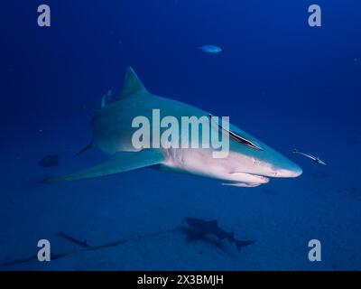 Lone lemon shark (Negaprion brevirostris) swimming in the vastness of the ocean. Dive site Bonair, Jupiter, Florida, USA Stock Photo